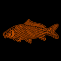 Carp Fish