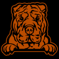 Shar Pei Peeking 02