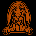 Bloodhound Peeking 02