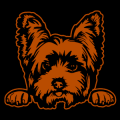 Yorkshire Terrier Peeking 02