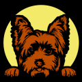 Yorkshire Terrier Peeking 01