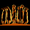 Meerkat Manor