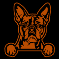 Boston Terrier 02